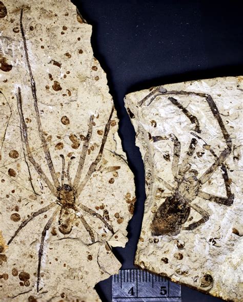 largest fossil spider on earth.